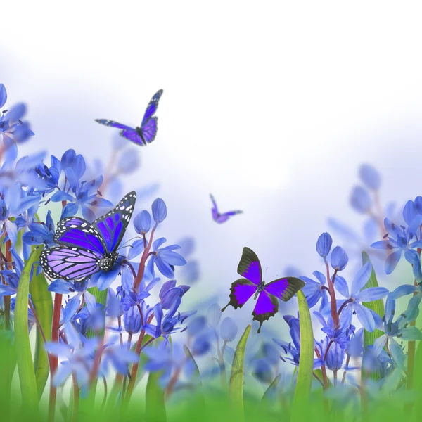 Blaue Frühlingskrokusse — Stockfoto