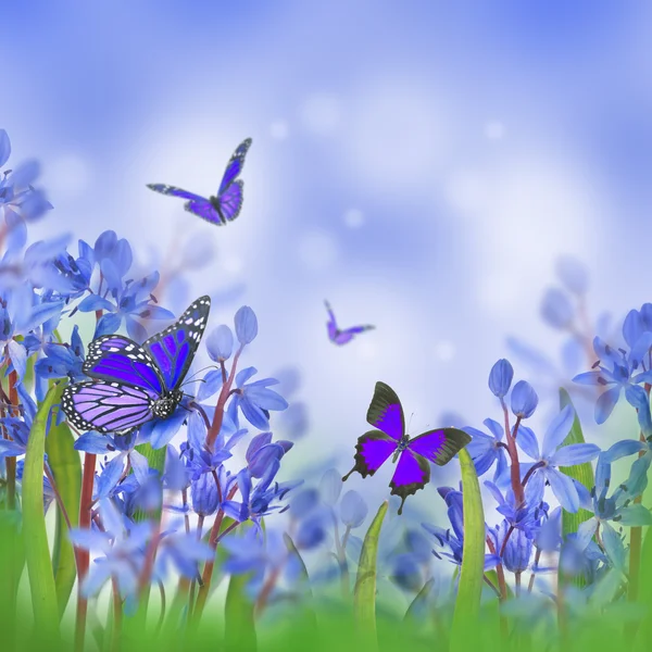 Niebieski wiosną krokusy — Zdjęcie stockowe