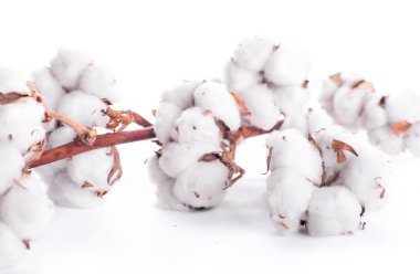 çiçek açan pamuk tomurcukları