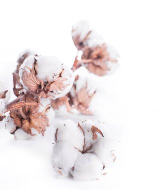 çiçek açan pamuk tomurcukları