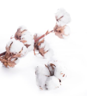 çiçek açan pamuk tomurcukları