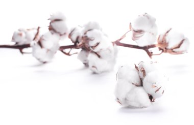 çiçek açan pamuk tomurcukları