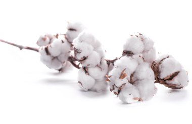 çiçek açan pamuk tomurcukları