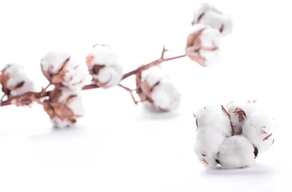 Blühende Wattestäbchen — Stockfoto