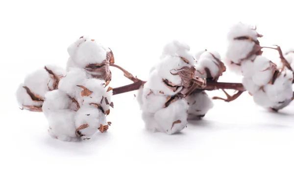 Brotes de algodón en flor —  Fotos de Stock