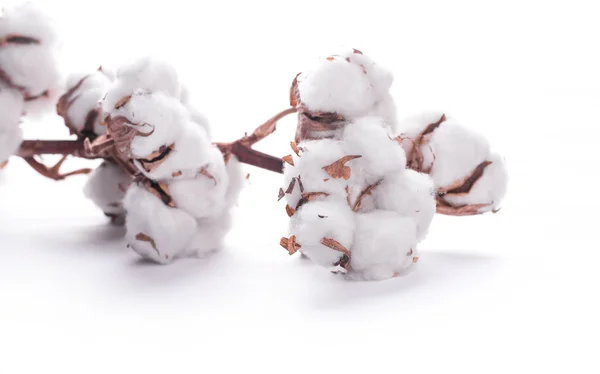 Brotes de algodón en flor —  Fotos de Stock