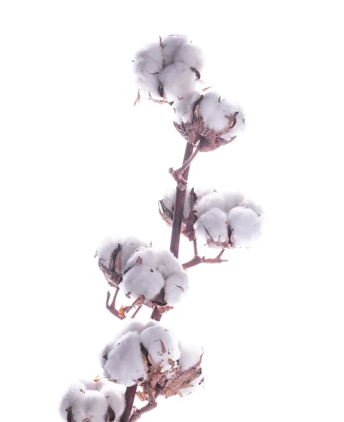 Brotes de algodón en flor — Foto de Stock