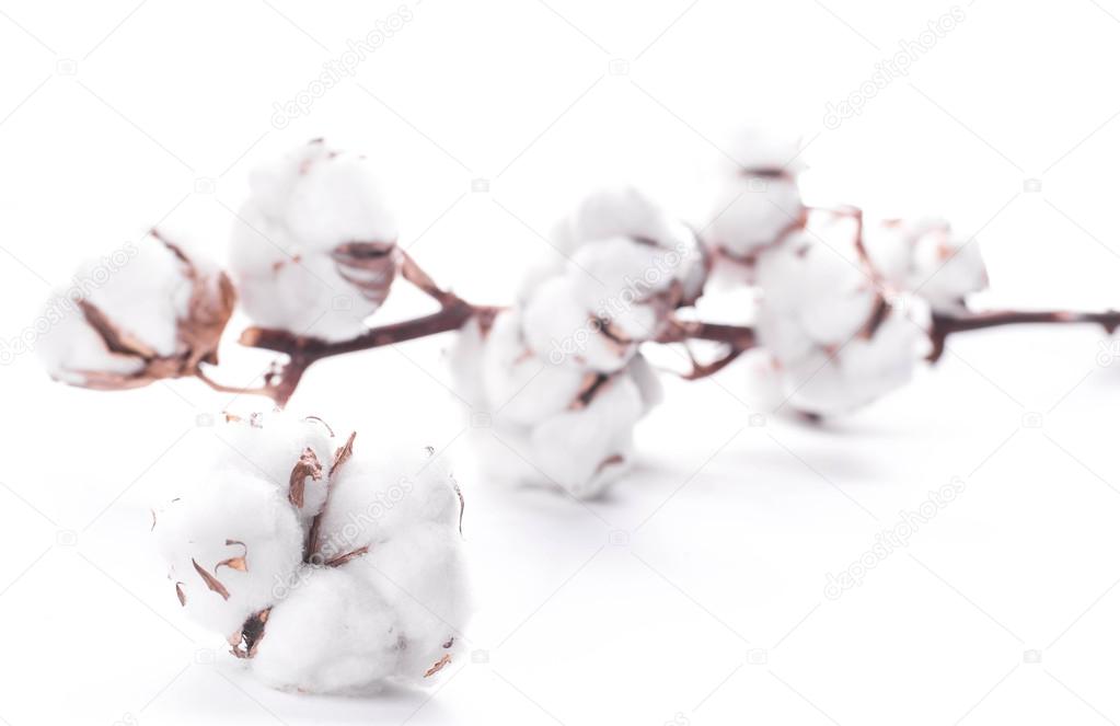 blooming cotton buds