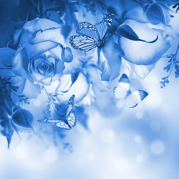 Beautiful roses and butterflies — Stock Photo, Image