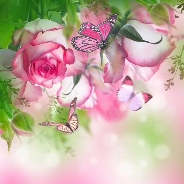 Beautiful roses and butterflies — Stock Photo, Image