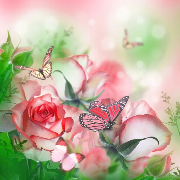 Beautiful roses and butterflies — Stock Photo, Image