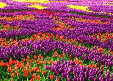 Multicolour Lale çiçek