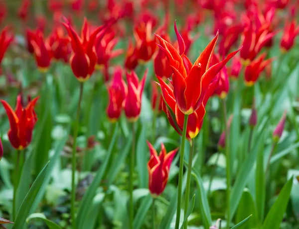 Czerwone kwiaty tulipana — Zdjęcie stockowe