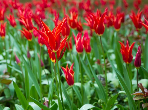 红郁金香花 — 图库照片