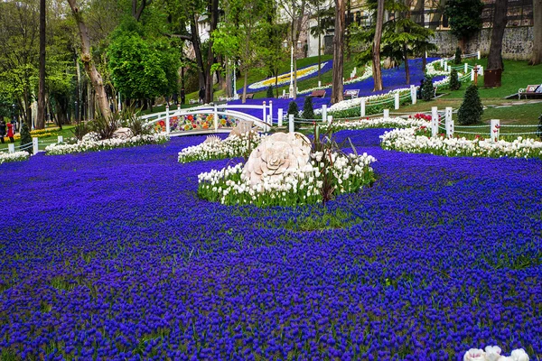 Flores de tulipán y jacintos azules — Foto de Stock