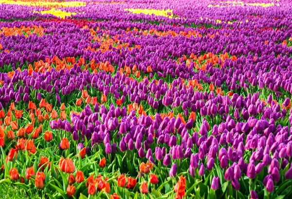 Flores de tulipa multicoloridas — Fotografia de Stock