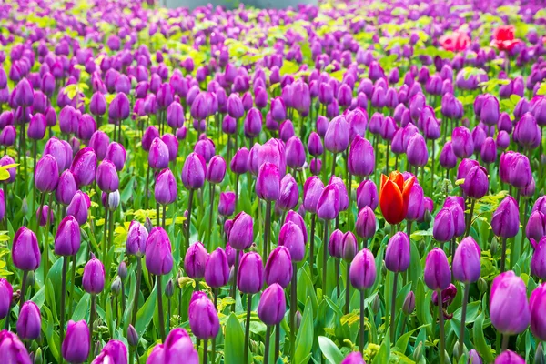 Tulipe violette images libres de droit, photos de Tulipe violette |  Depositphotos