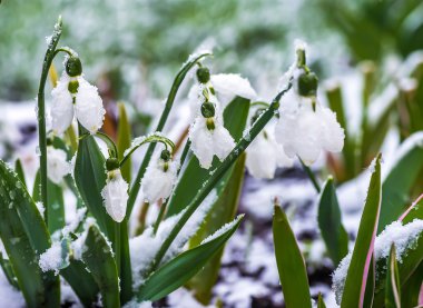 Beyaz kardelen çiçek