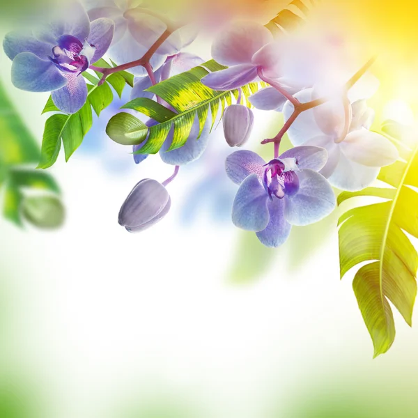 Piękne storczyki tropikalne — Zdjęcie stockowe