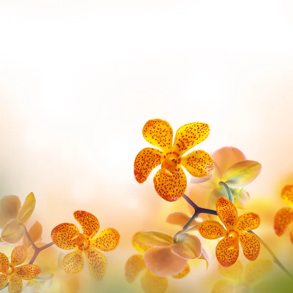 Vackra tropiska orkidéer — Stockfoto