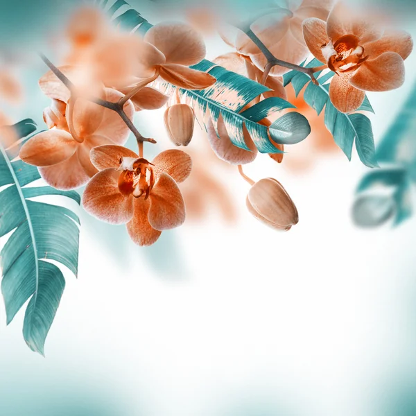 Piękne storczyki tropikalne — Zdjęcie stockowe