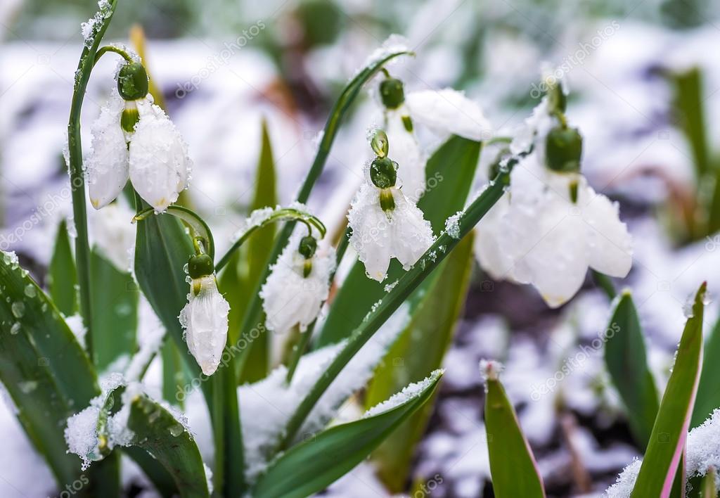 White snowdrops flowers