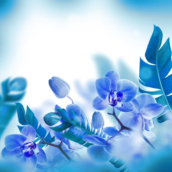 美丽的热带兰花 — 图库照片