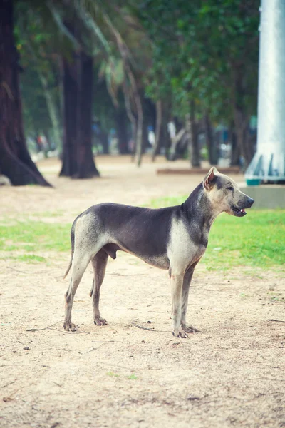 สุนัขเศร้าเก่า — ภาพถ่ายสต็อก