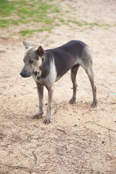 Vieux chien triste — Photo