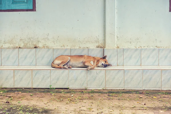 Vieux chien triste — Photo