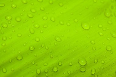 Damlalı yeşil yaprak