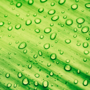 Damlalı yeşil yaprak