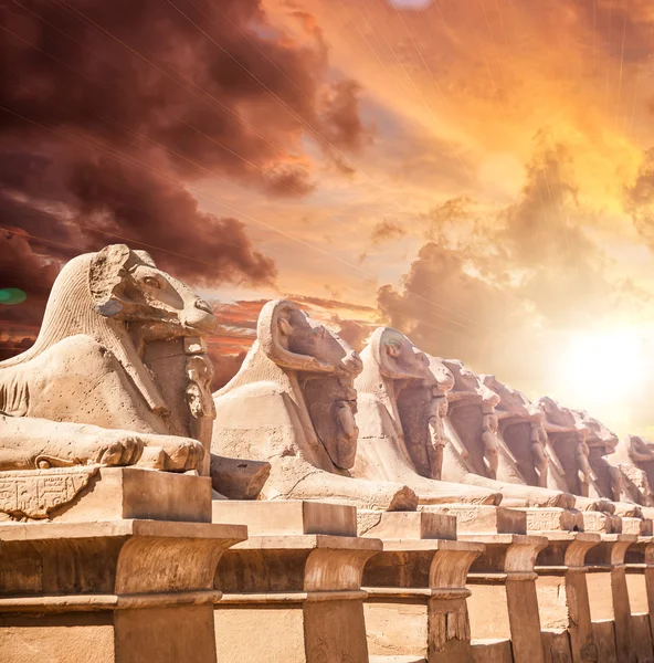 Avenue of the ram-headed Sphinxes. — Stock Photo, Image