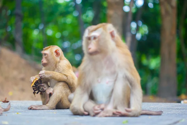 Famille de singe mignon — Photo