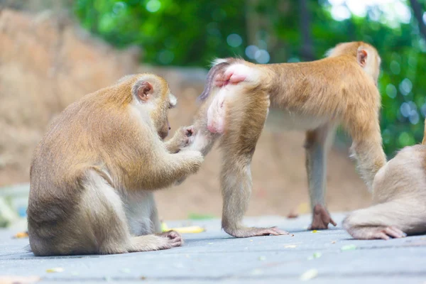 Famille de singe mignon — Photo