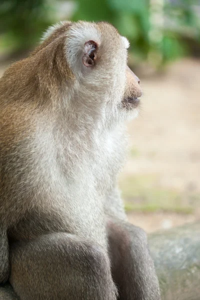 Grand singe dans le parc — Photo