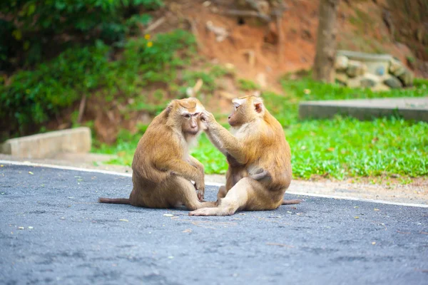 Família de macacos fofos — Fotografia de Stock