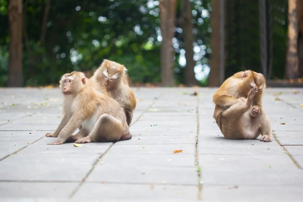 かわいい猿の家族 — ストック写真