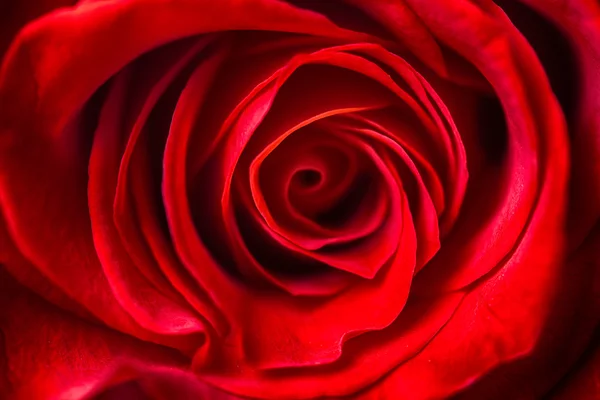 Close up red rose — Stock Photo, Image