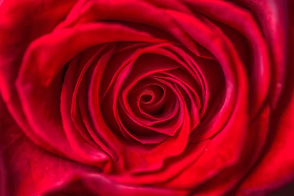 Rote Rose aus nächster Nähe — Stockfoto