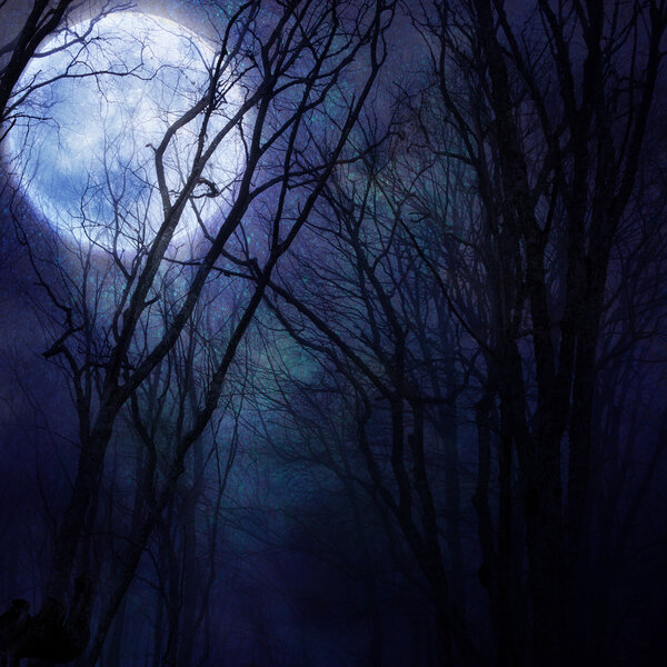Dark night forest agaist full moon