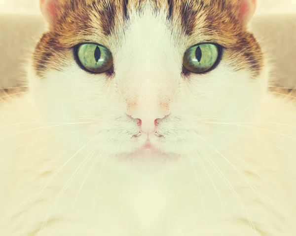 Portré egy gyönyörű fehér macska — Stock Fotó
