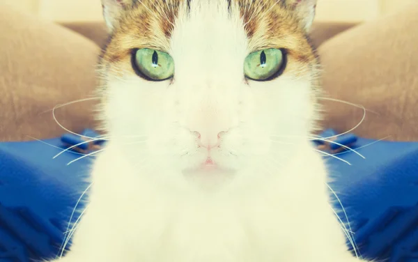 Портрет красивой белой кошки — стоковое фото