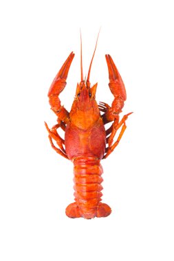 Haşlanmış kırmızı kerevit