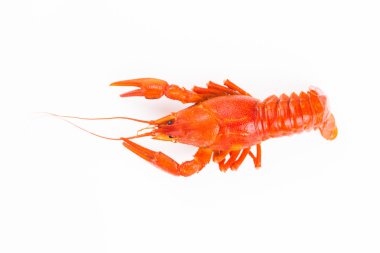 Haşlanmış kırmızı kerevit