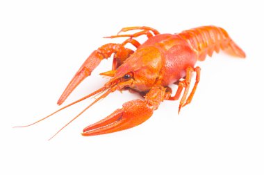 Haşlanmış kırmızı kerevit