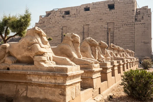Avenue of the ram-headed Sphinxes. — Stock Photo, Image