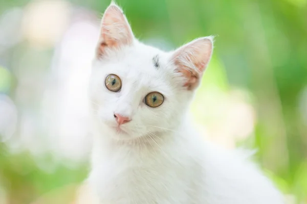 Close-up van een straat kat — Stockfoto