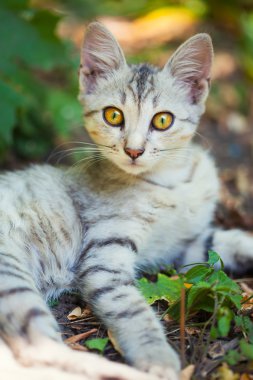 bir sokak kedisi Close-Up 