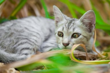 bir sokak kedisi Close-Up 